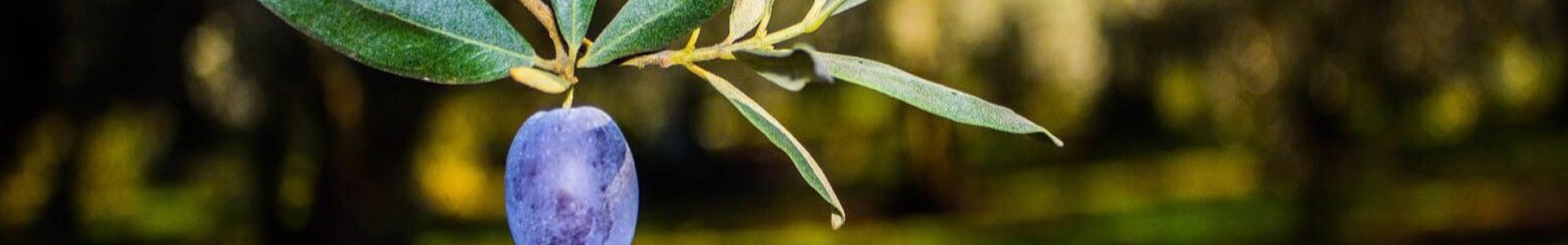 Orhangazi Belediyesi