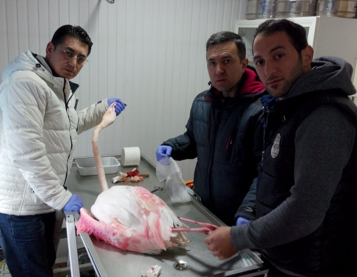 Orhangazi Belediyesi Veteriner İşleri Müdürlüğü Ekipleri Vatandaşlarca Bulunan Filamingoya İlk Müdahalede Bulundu 