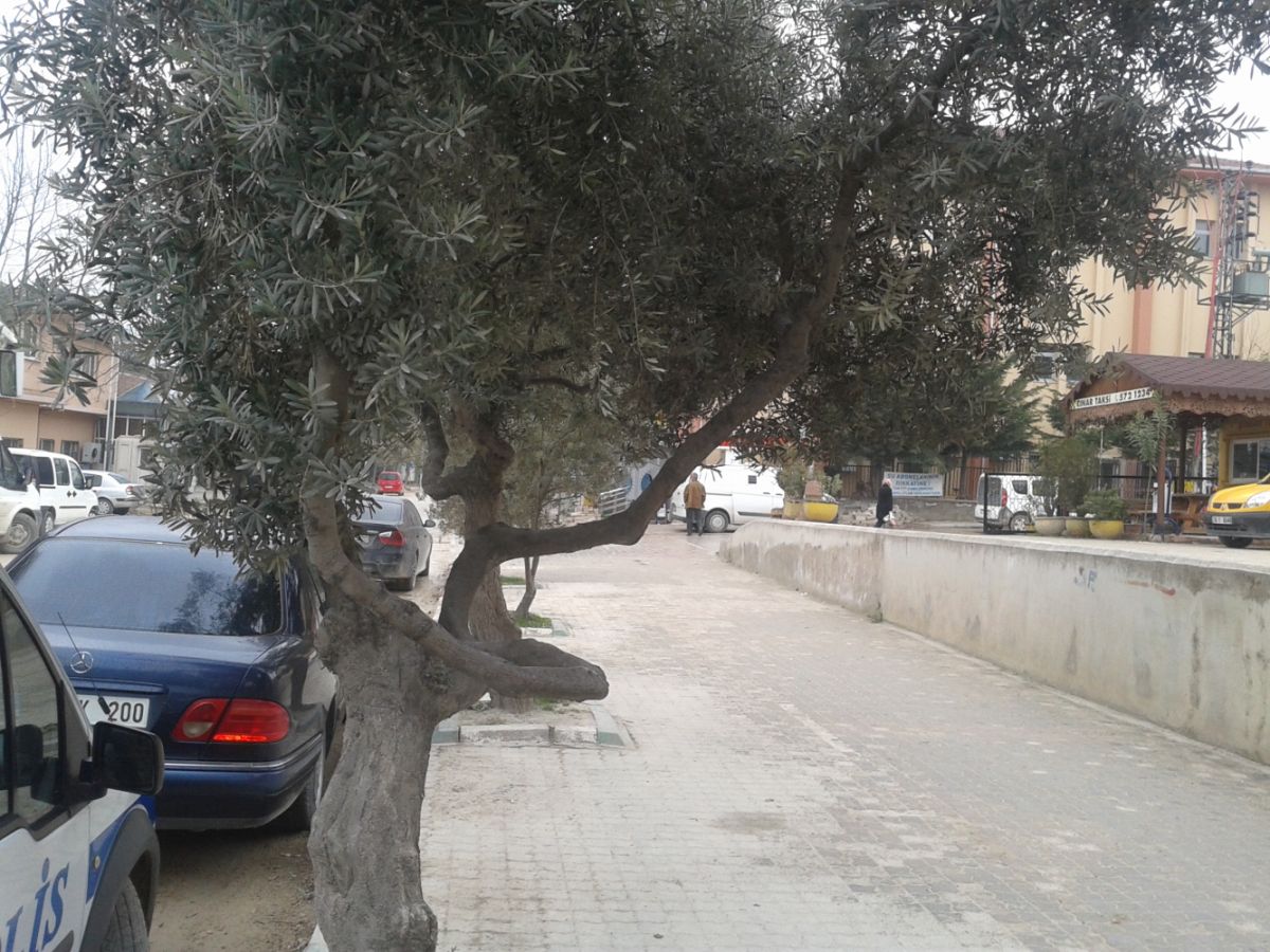 Şehir İçinde Tretuvarlardaki Zeytin Ağaçları Sökülerek Zeytin Tarlasına Dikilecek 