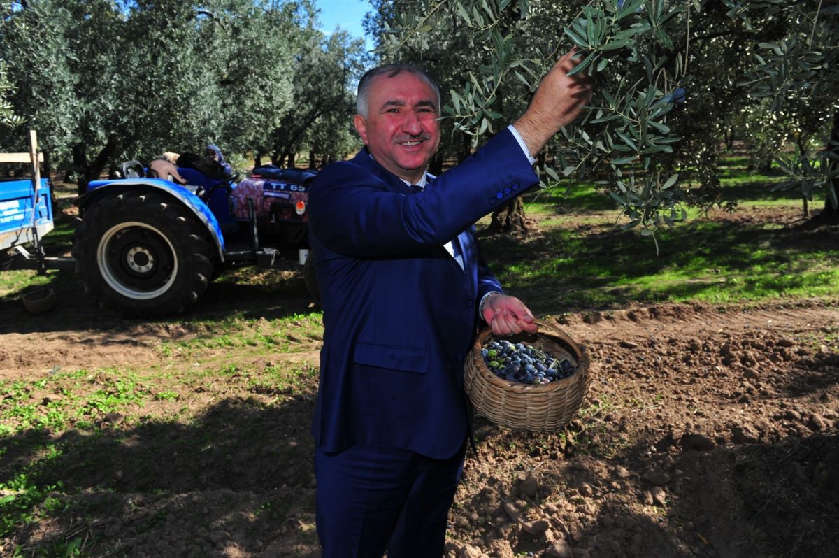 BAŞKAN ÇAĞLAYAN ZEYTİN BAHÇESİNDE VATANDAŞLARLA ZEYTİN TOPLADI 