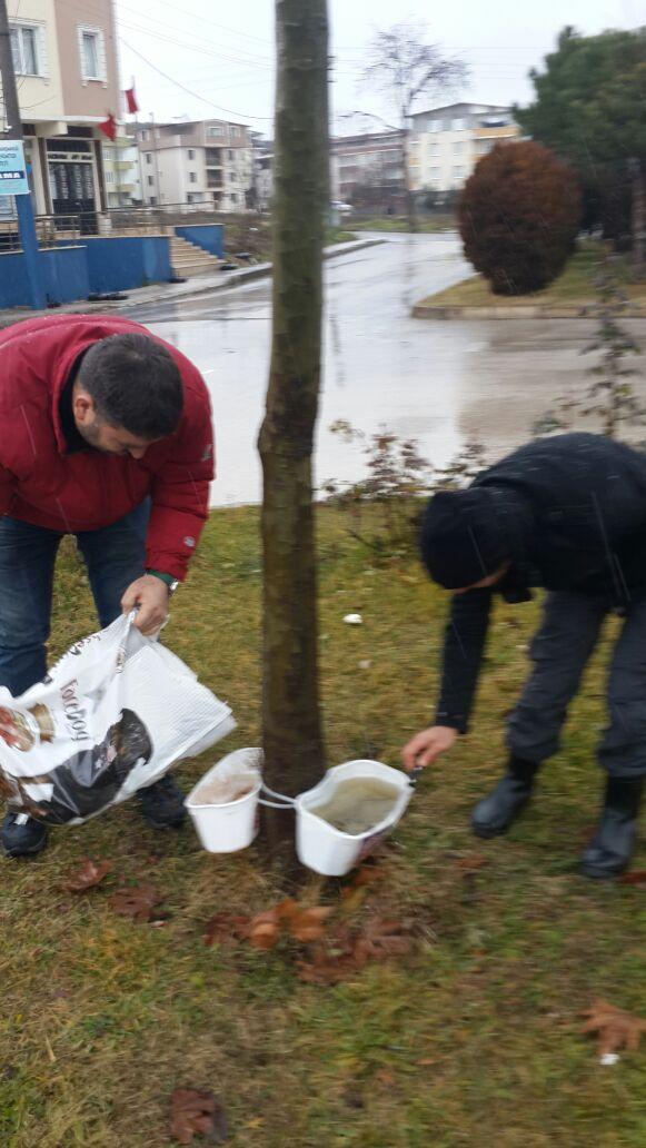 SOKAK HAYVANLARININ SAHİBİ BELEDİYE 