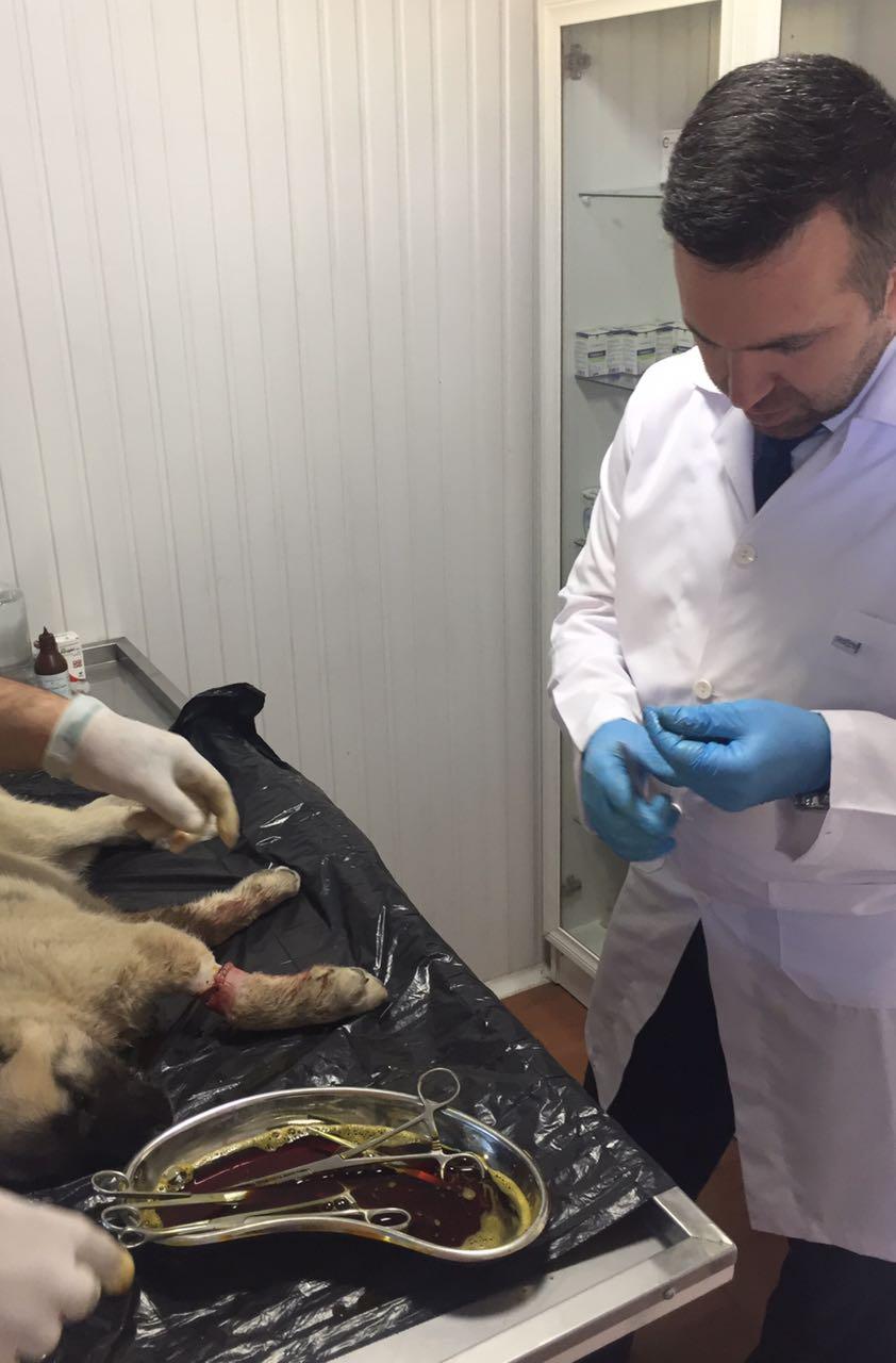 OTOMOBİLİN ÇARPIP YARALADIĞI YAVRU KÖPEĞE BELEDİYE VETERİNER İŞLERİ SAHİP ÇIKTI 