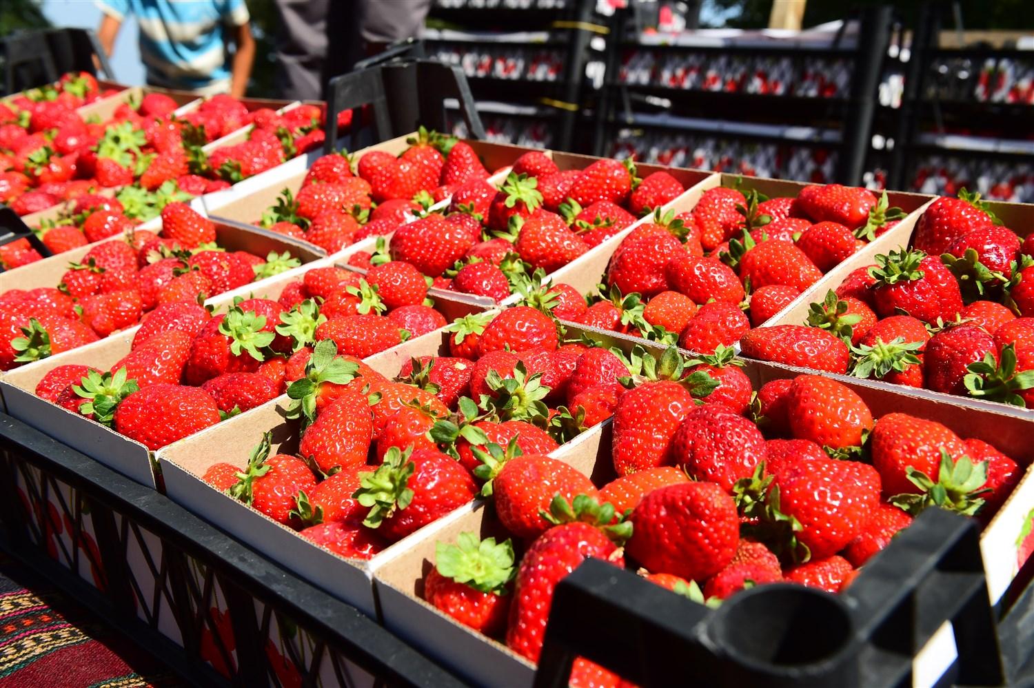 MAHMUDİYE’DE ÇİLEK FESTİVALİ COŞKUSU 