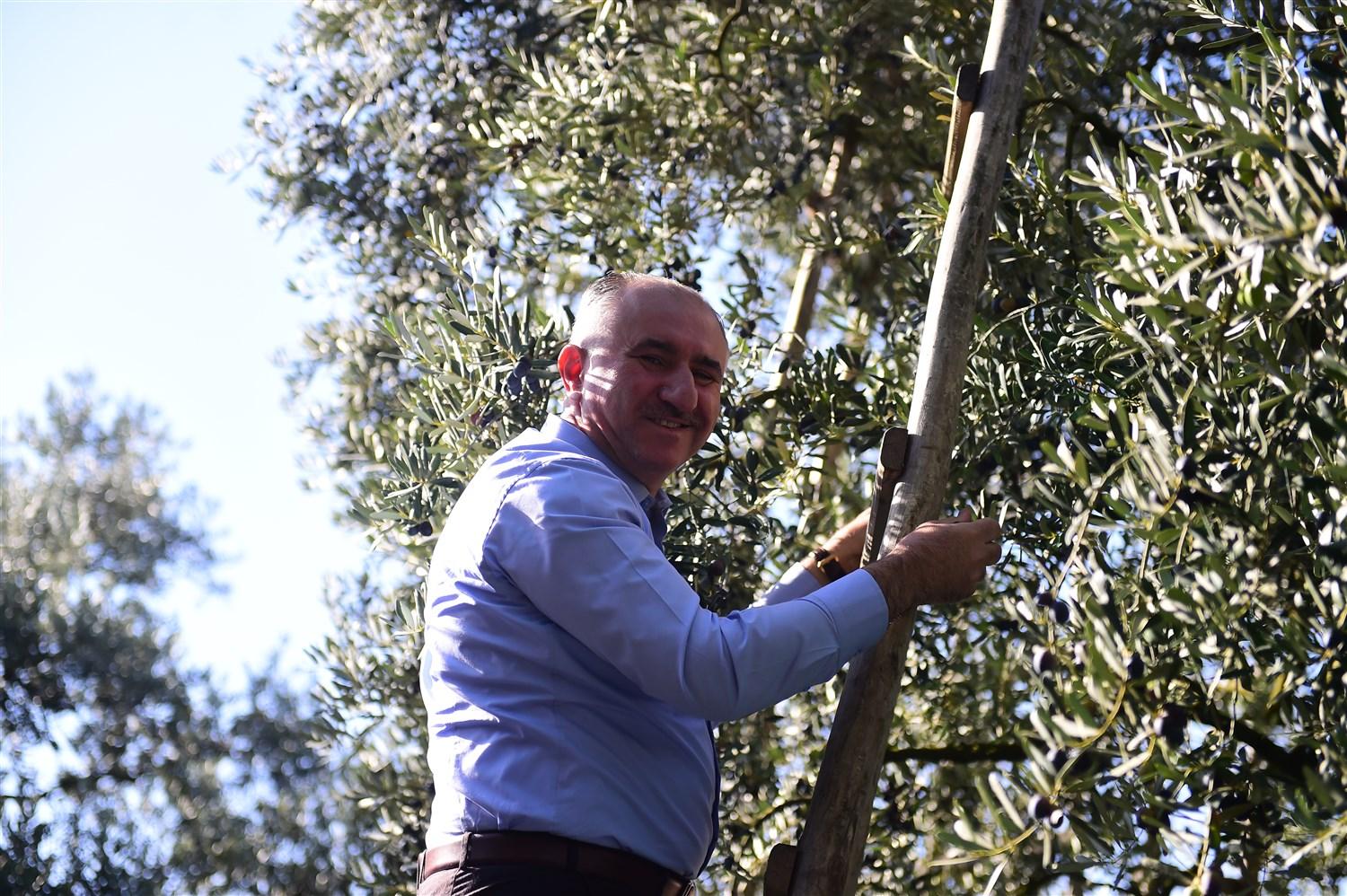 BAŞKAN ÇAĞLAYAN ZEYTİN HASADI YAPAN VATANDAŞLARI ZEYTİNLİKTE ZİYARET ETTİ, VATANDAŞLARLA ZEYTİN TOPLADI 