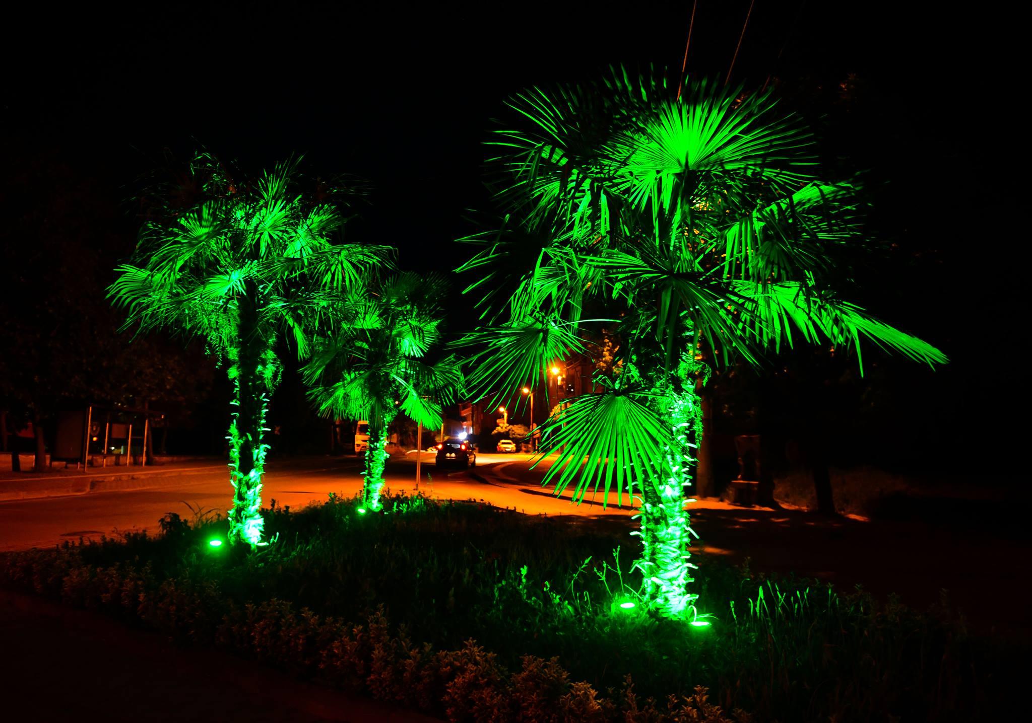 İLÇE GENELİNDE 100 ADET PALMİYE AĞACI DİKİMİ YAPILDI 