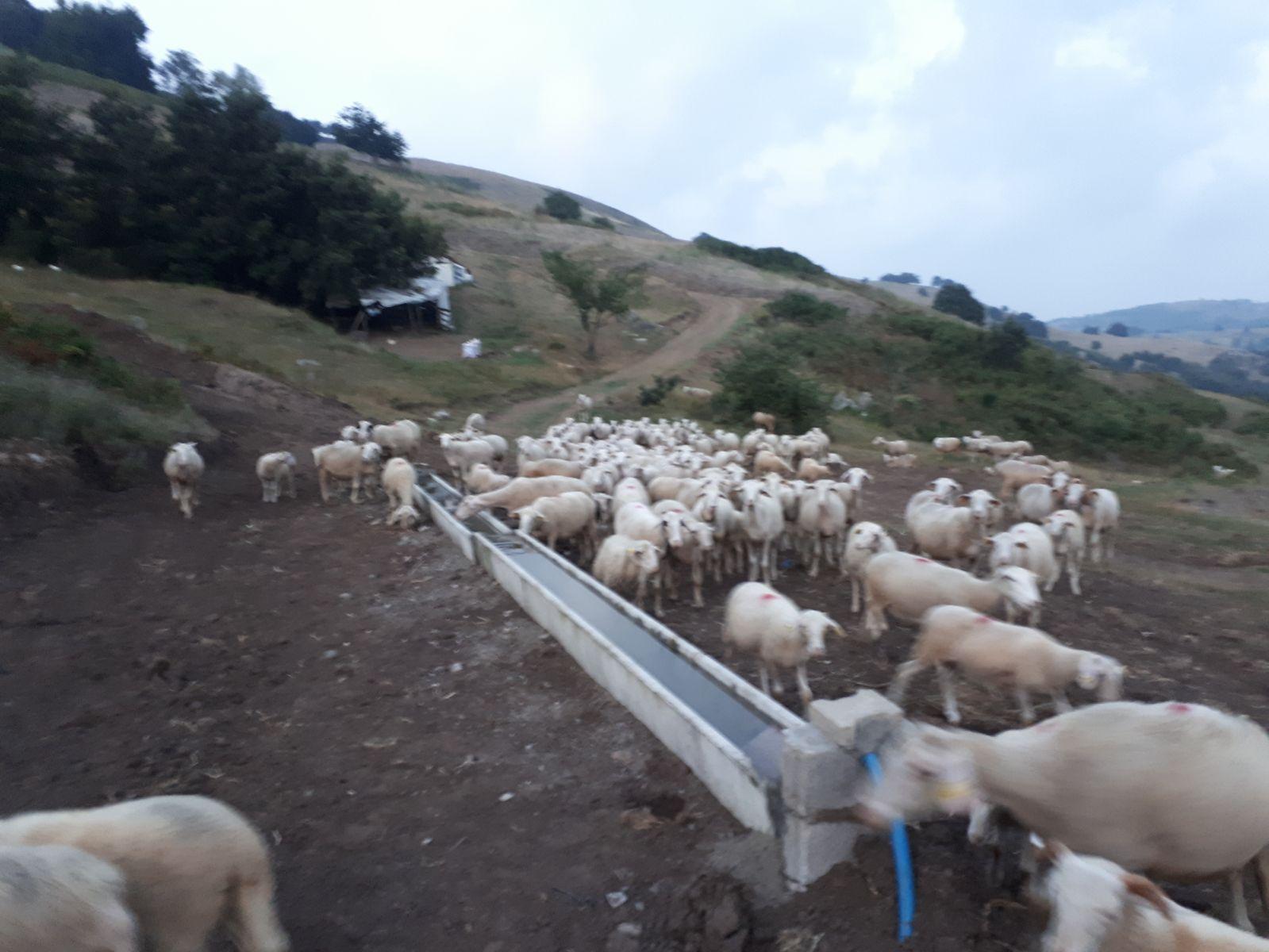 KIRSAL BÖLGELERE HAYVANLAR İÇİN İÇME SUYU KANALLARI 