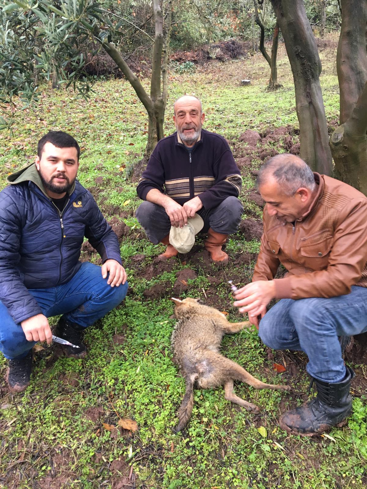 Yabani Çakalı Belediye Veteriner Ekipleri Kurtardı 