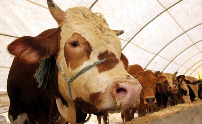 ORHANGAZİ BELEDİYESİ VETERİNER İŞLERİ MÜDÜRLÜĞÜNDEN KURBAN UYARILARI 