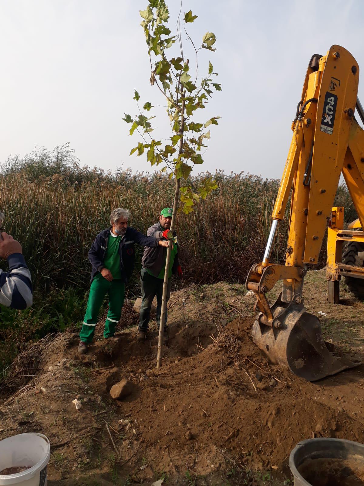 AĞAÇLANDIRMA ÇALIŞMALARI DEVAM EDİYOR 