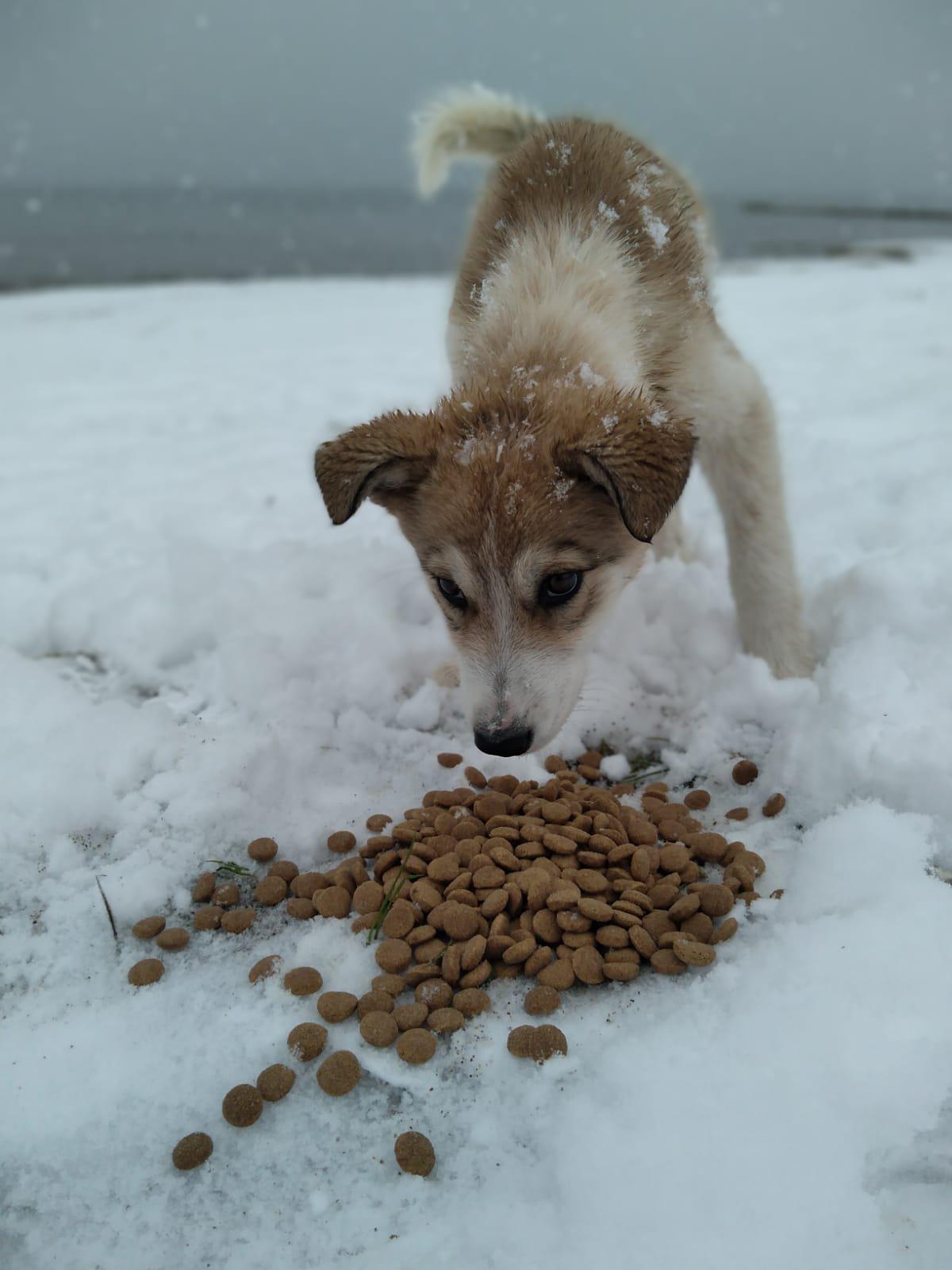 CAN DOSTLARIMIZ ZORLU ŞARTLARDA UNUTULMADI 
