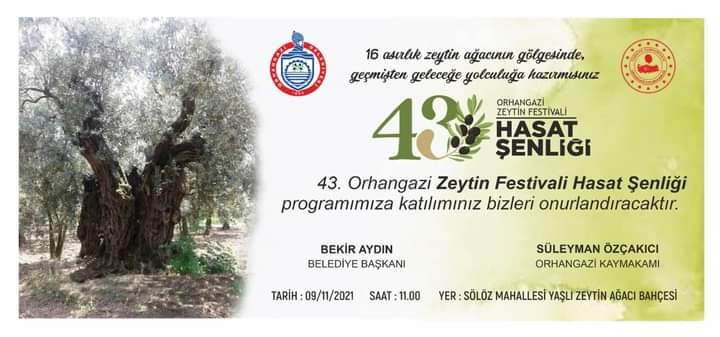 43. ZEYTİN FESTİVALİ HASAT ŞENLİĞİ BAŞLIYOR