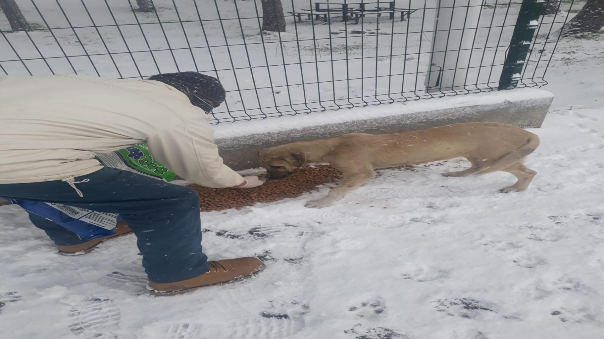 SOKAK HAYVANLARI İÇİN DOĞAYA YEM BIRAKILDI