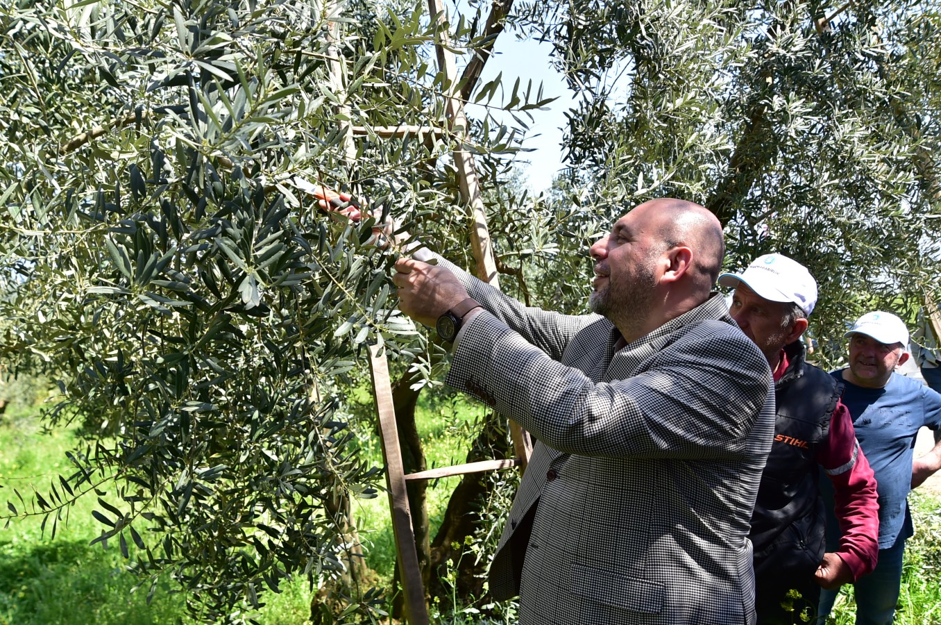 Baharın Bereketi Zeytin Dallarında
