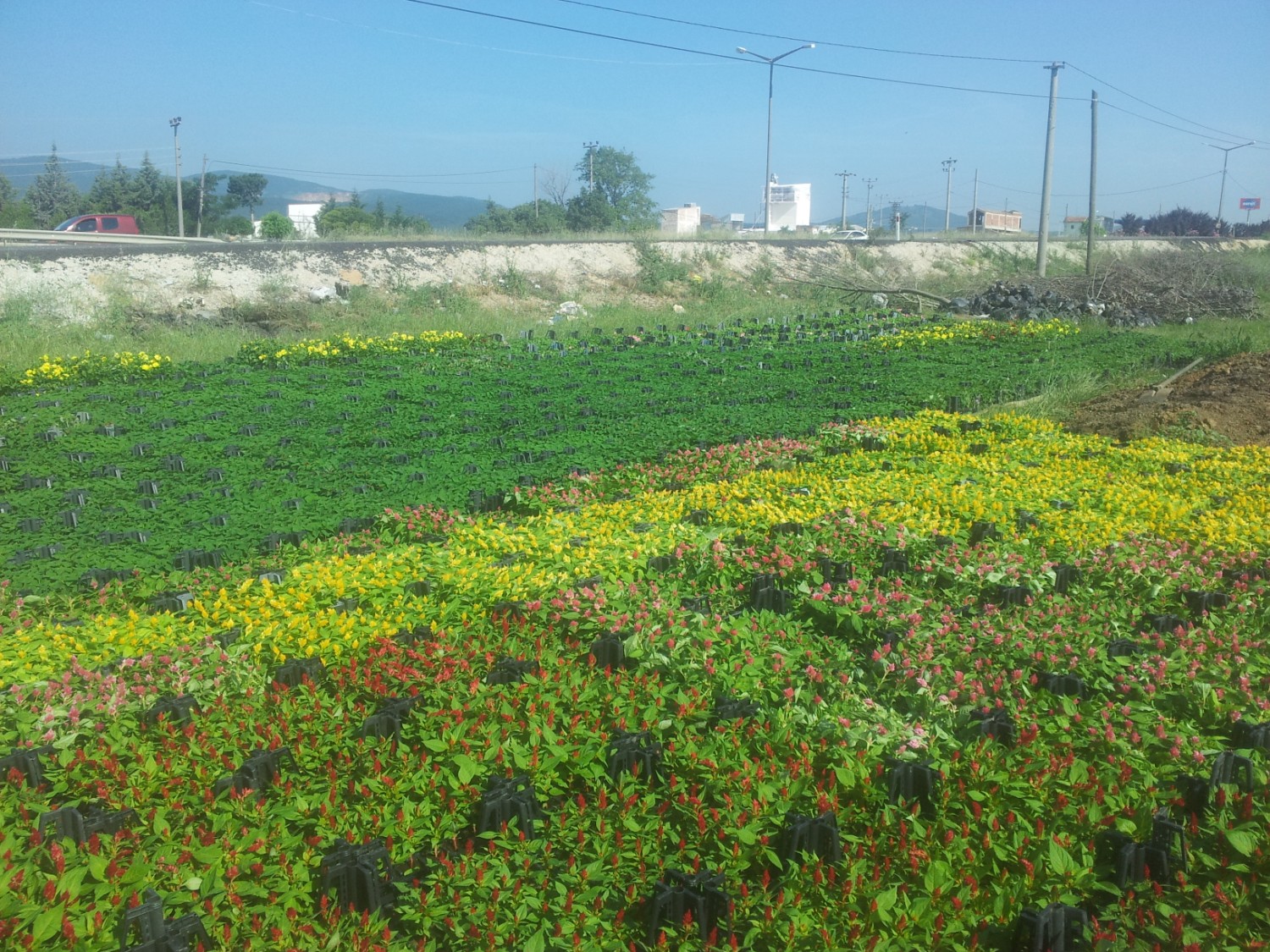 Orhangazi Belediyesi Yüz Bin Adet Mevsimlik Çiçegi Sehrin Bir Çok Bölgesine Ekecek 