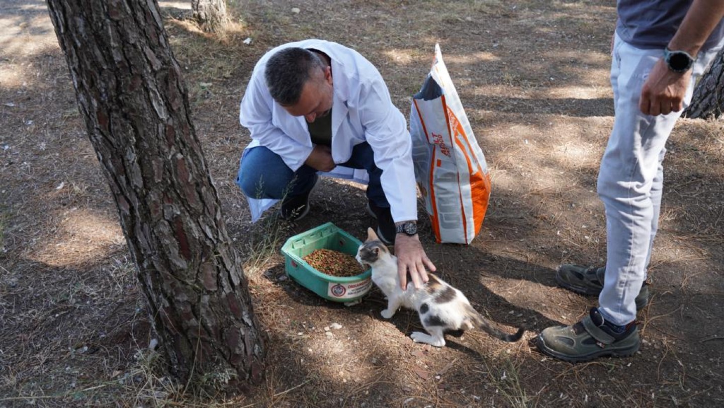 Orhangazi Belediyesi Sokak Hayvanlarına Hayat Oluyor