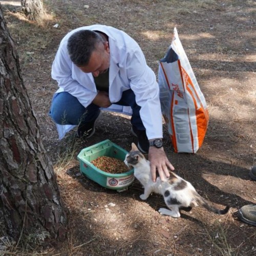 Orhangazi Belediyesi Sokak Hayvanlarına Hayat Oluyor