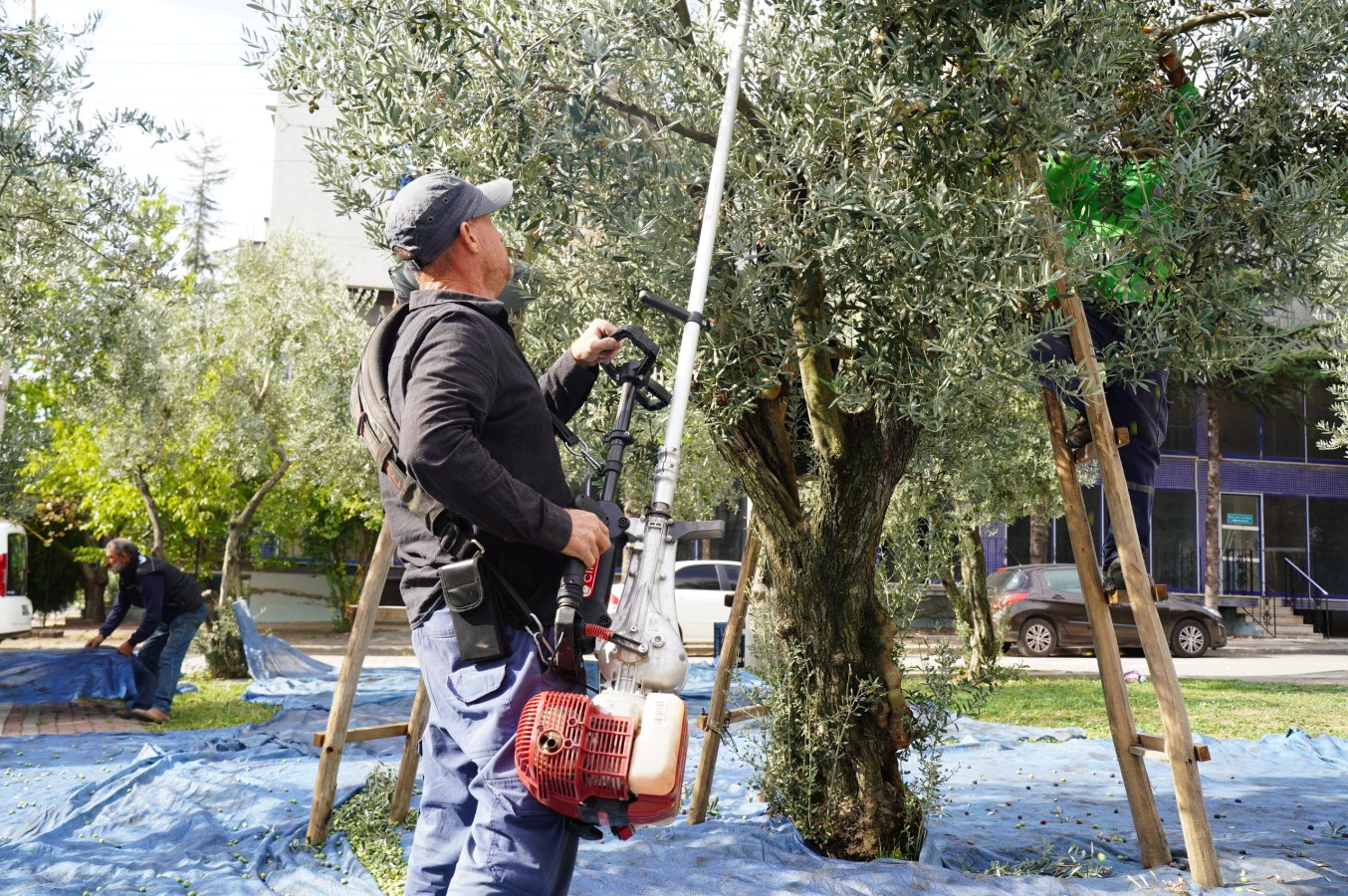 Orhangazi Belediyesi Tarım A.Ş. İlk Siyah İnci Zeytin Hasadını Gerçekleştirdi