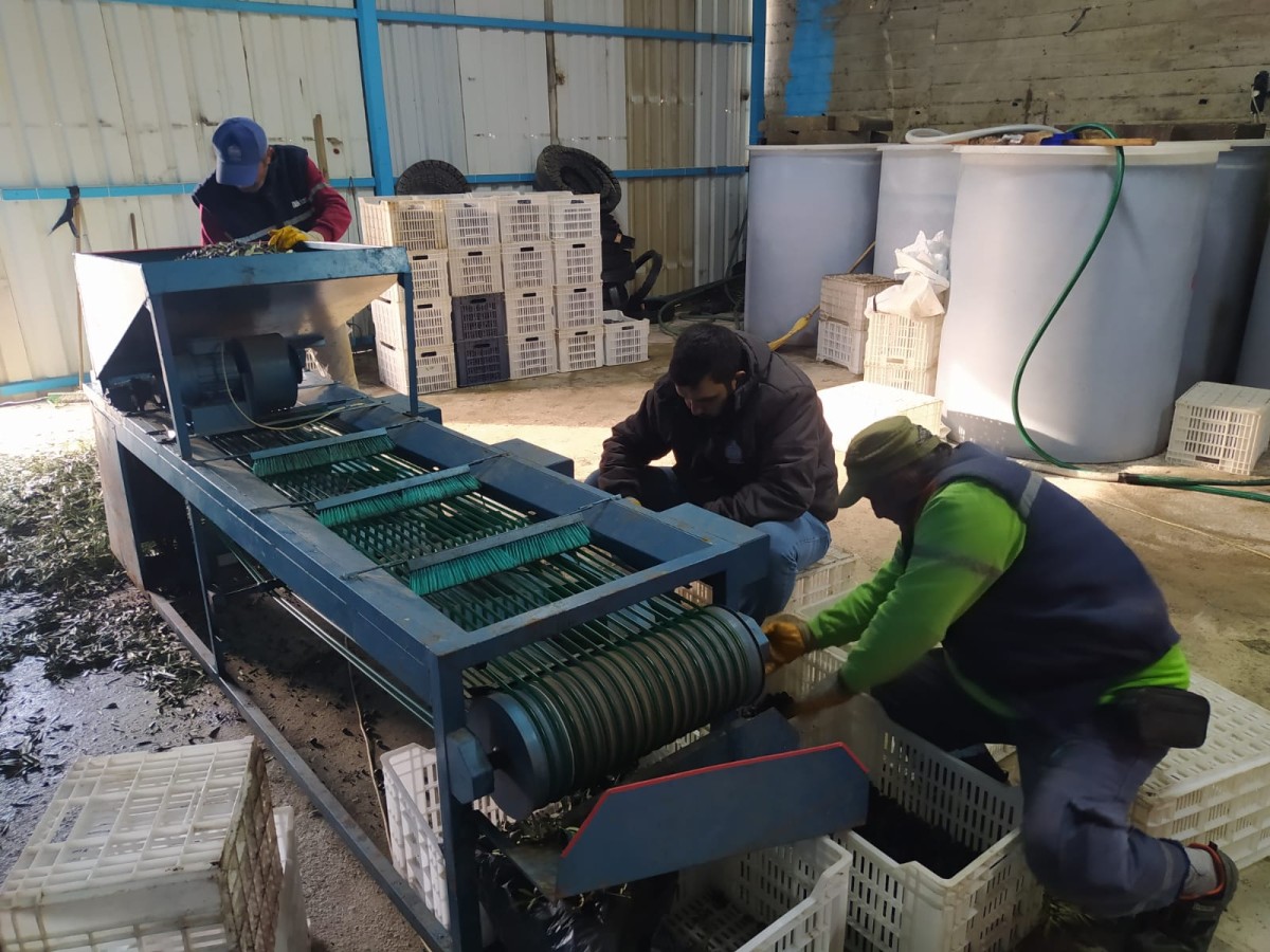 Orhangazi Belediyesi’nin Zeytin ve Zeytinyağı Üretiminde Yeni Dönem: Malhun Hatun Markası Belediye Satış Noktasında